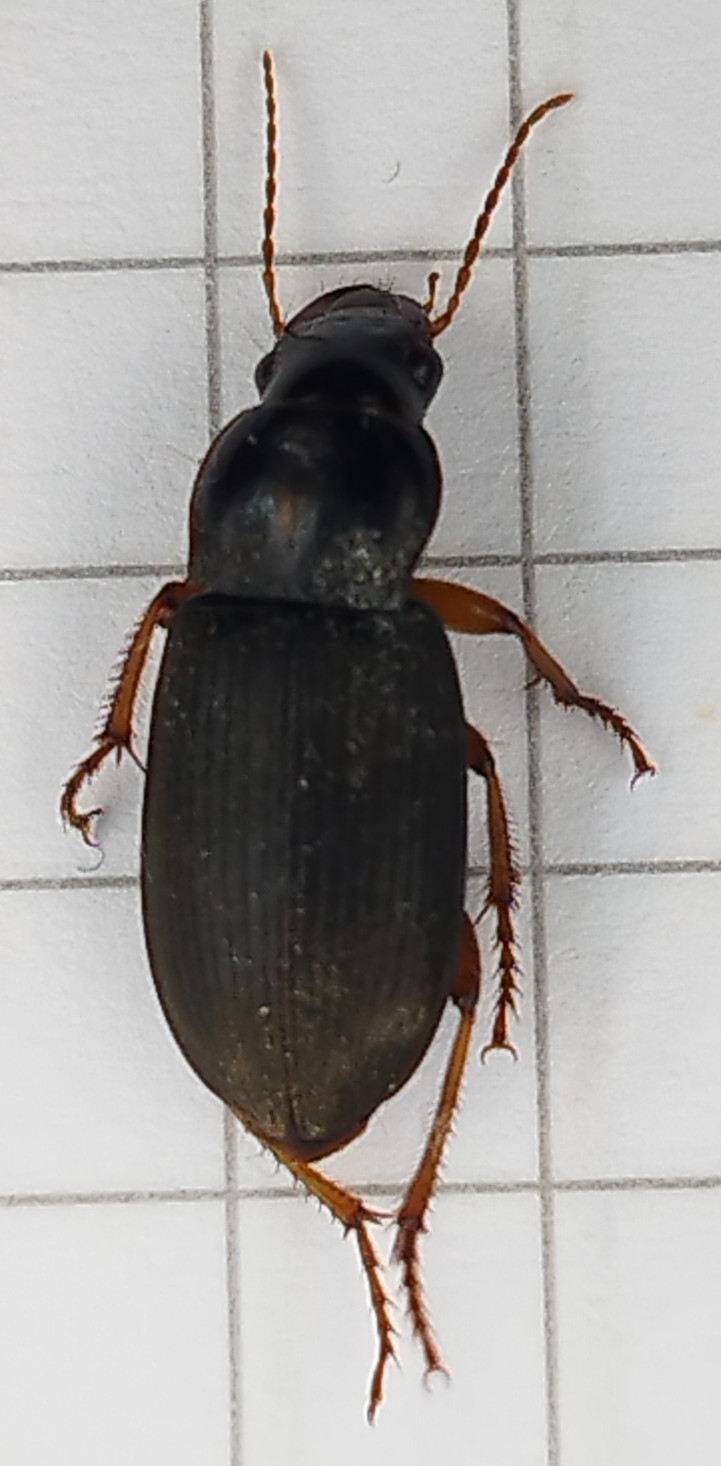 Anonyme - Pseudoophonus (Pseudoophonus) rufipes - réf. 347600 (721 x 1466 pixels, 162 ko)